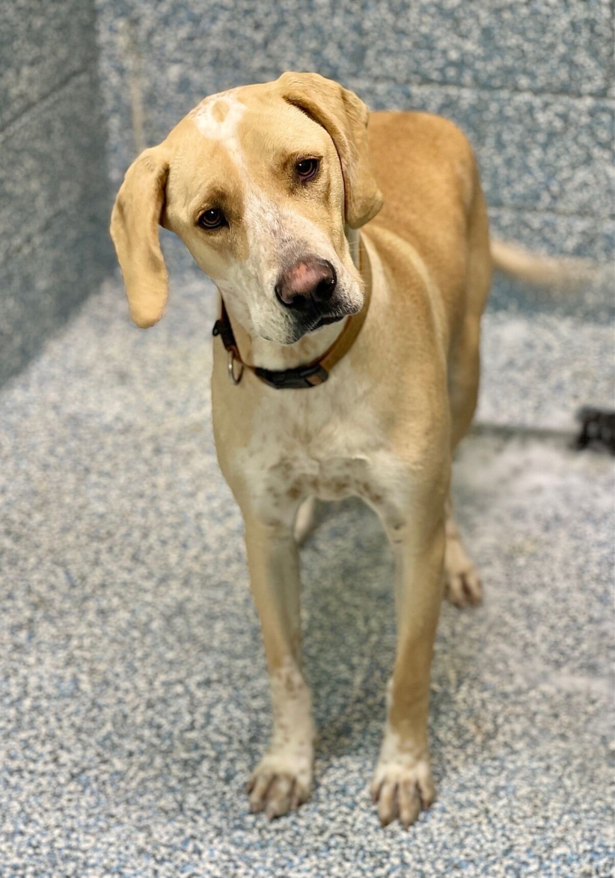 Treeing Walker Coonhound Lab Mix Puppy