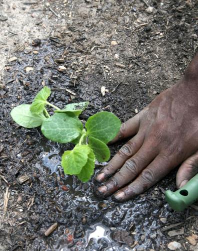 Fall gardens need sun, good soil, Georgia-friendly plants | News |  news-daily.com