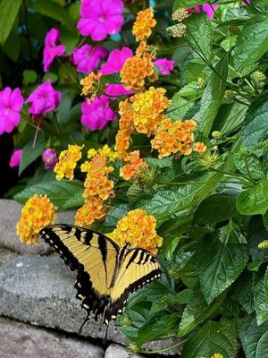 LIF-HOME-ONGARDENING-3-MCT