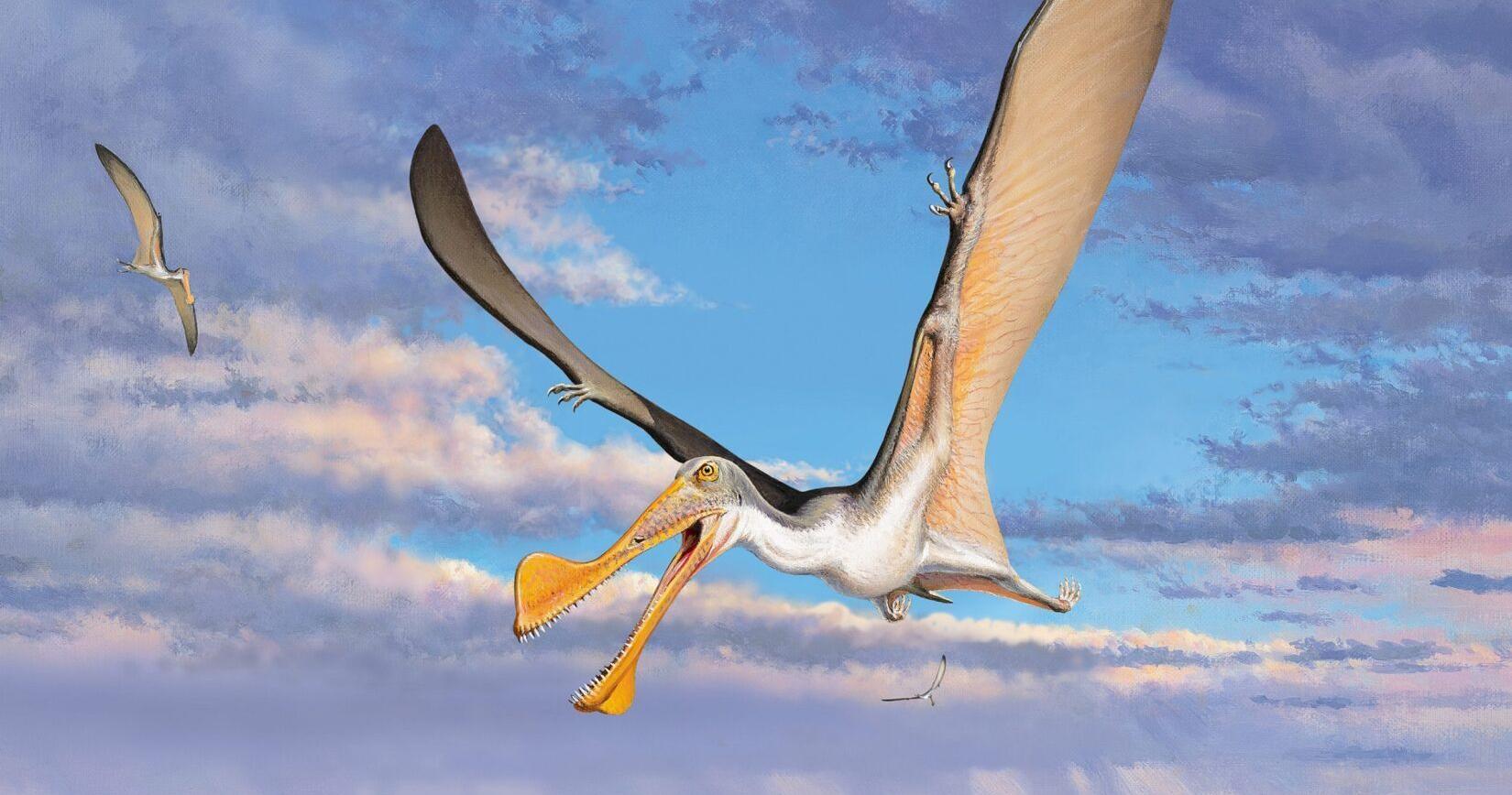 Study sheds light on winged reptile that soared skies 100 million years ago