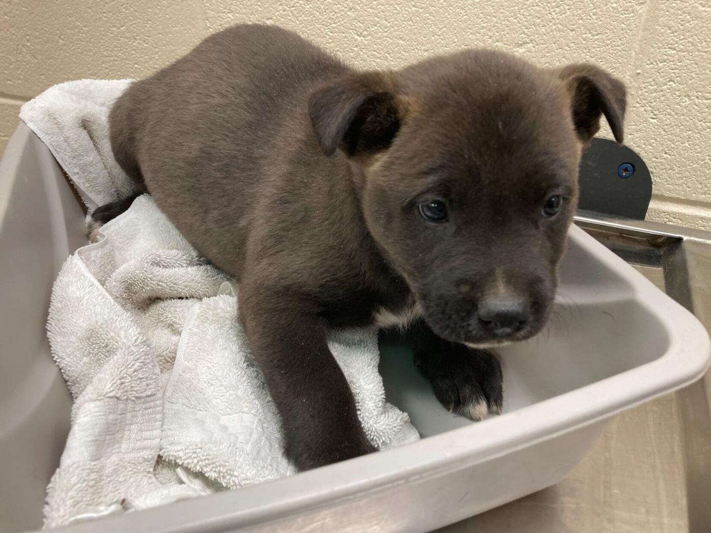 PHOTOS: Clayton County Animal Control cats and dogs available for adoption | Multimedia PHOTOS: Clayton County Animal Control cats and dogs available for adoption | Multimedia