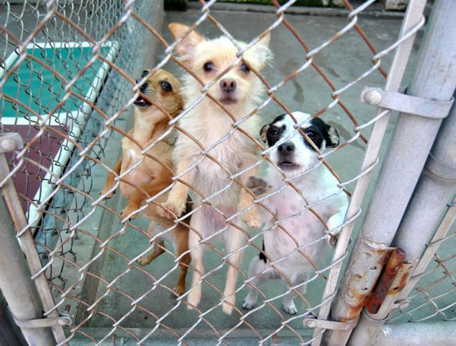 Humane Society, Magnolia House hosting pancake fundraiser for homeless animals | News Humane Society, Magnolia House hosting pancake fundraiser for homeless animals | News