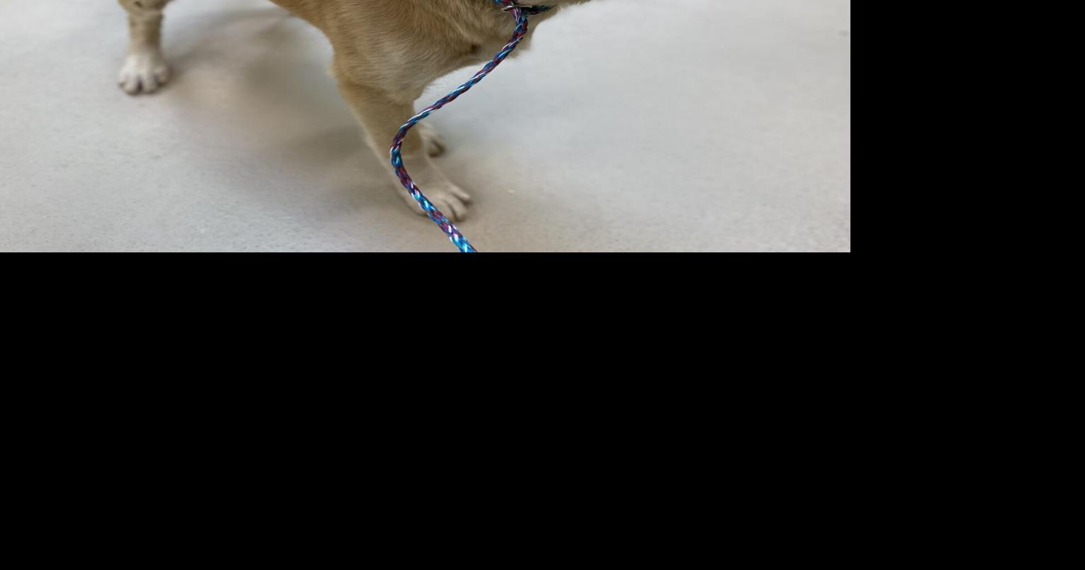 Clayton County Adoptable Pets Week of December 20 Clayton News