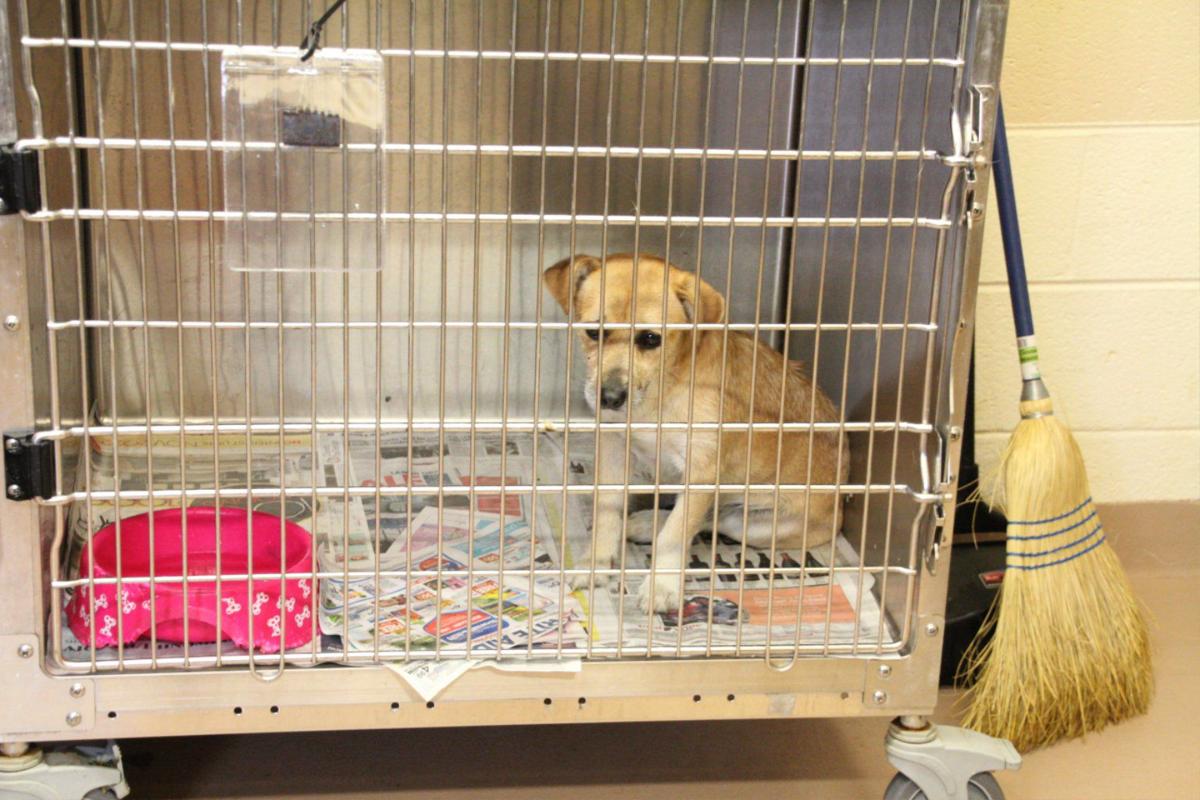 Big Changes At Clayton Animal Control Features News Daily Com