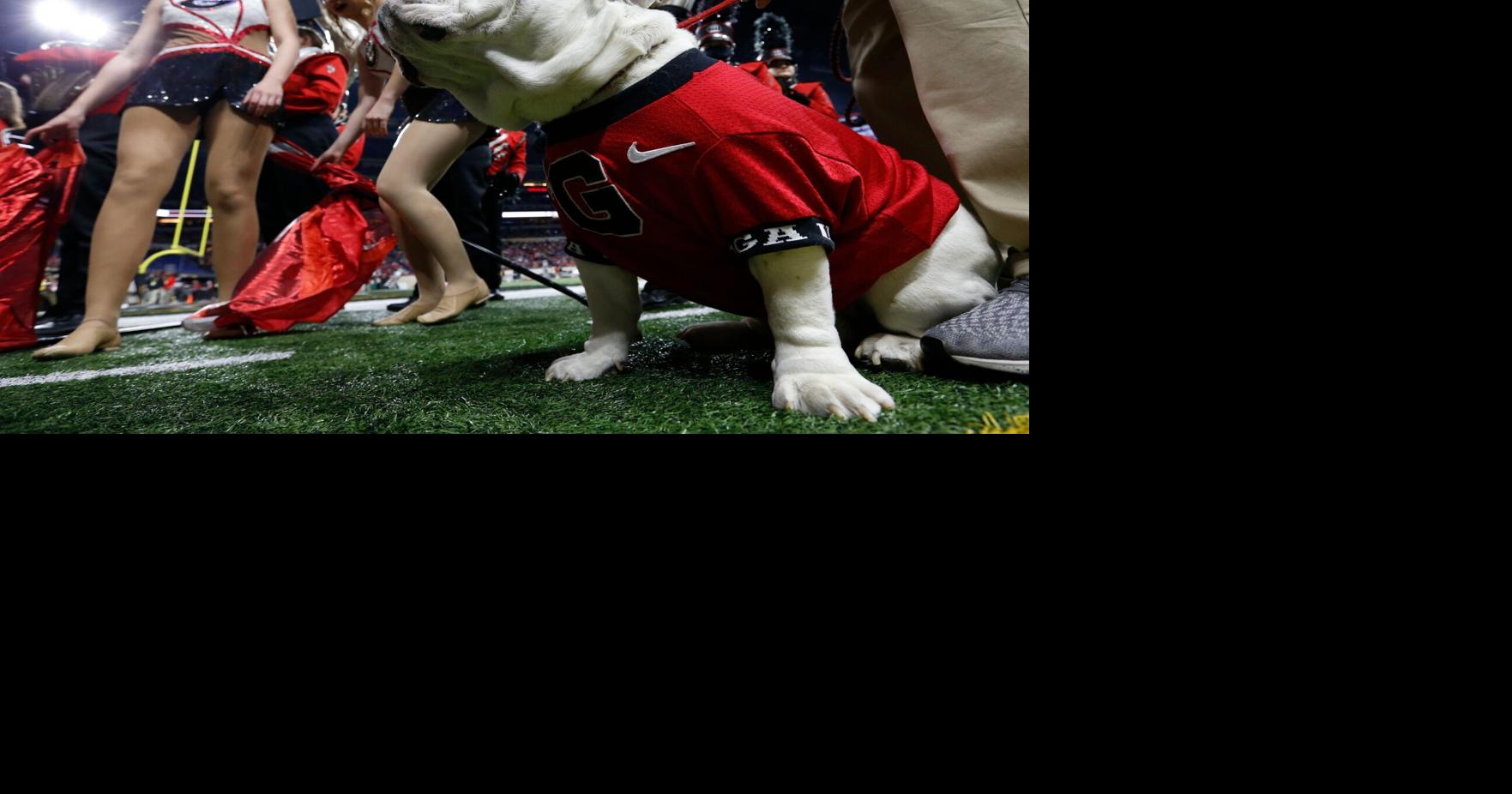 SMITH: Uga, Georgia's English bulldog mascot, enjoys great ...