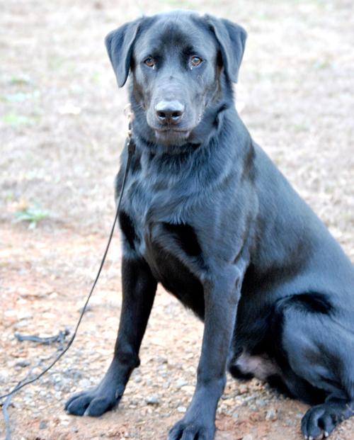 K9 Kiddo Riverdale Teen Starts Own Business Training Dogs Features News Daily Com