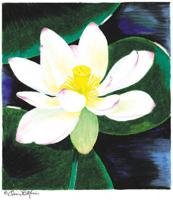 ORRIN MORRIS: Sacred lotus reminds us of spiritual thirst