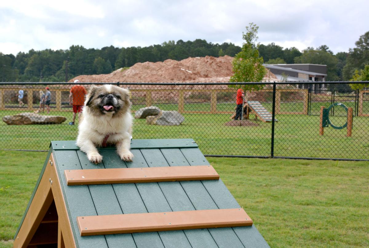 New dog park opens at International Park in Jonesboro News news