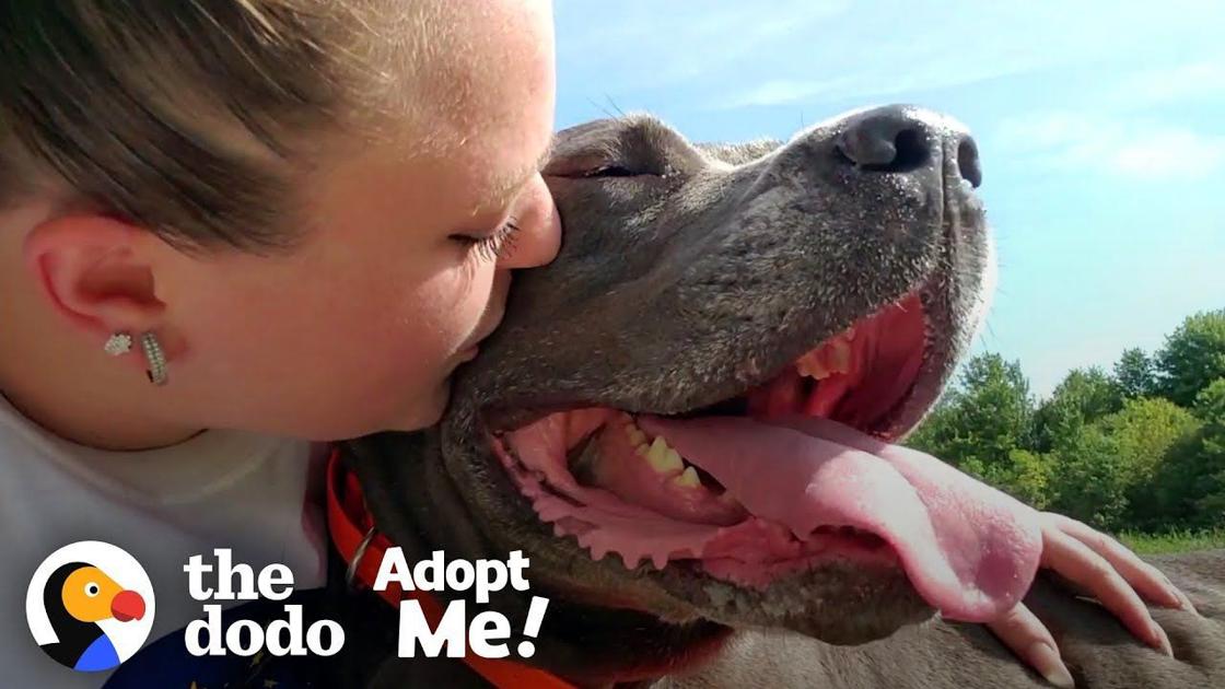 85 Pound Cane Corso Worked So Hard To Be A Good Girl The Dodo Adopt Me
