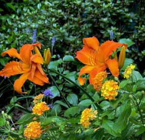 LIF-HOME-ONGARDENING-4-MCT