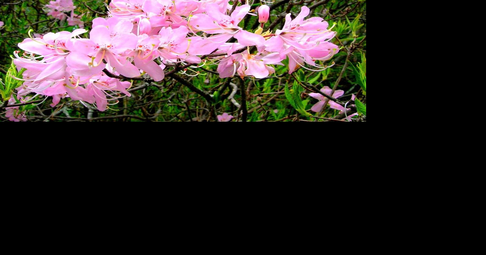 Mystery Plant: Pinkshell azalea, Rhododendron vaseyi | News | news ...