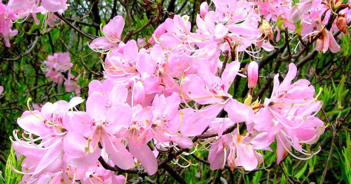 Pinkshell Azalea Mystery Plant: Pinkshell azalea, Rhododendron vaseyi | News | news ...