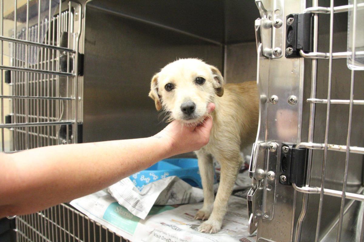 Big Changes At Clayton Animal Control Features News Daily Com