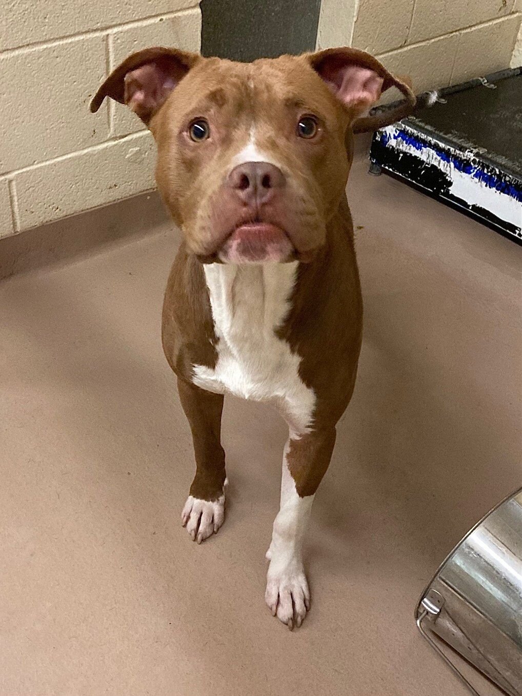 Hector The Rednose Pitbull. What is your opinion about Pit Bulls ? : r/pics