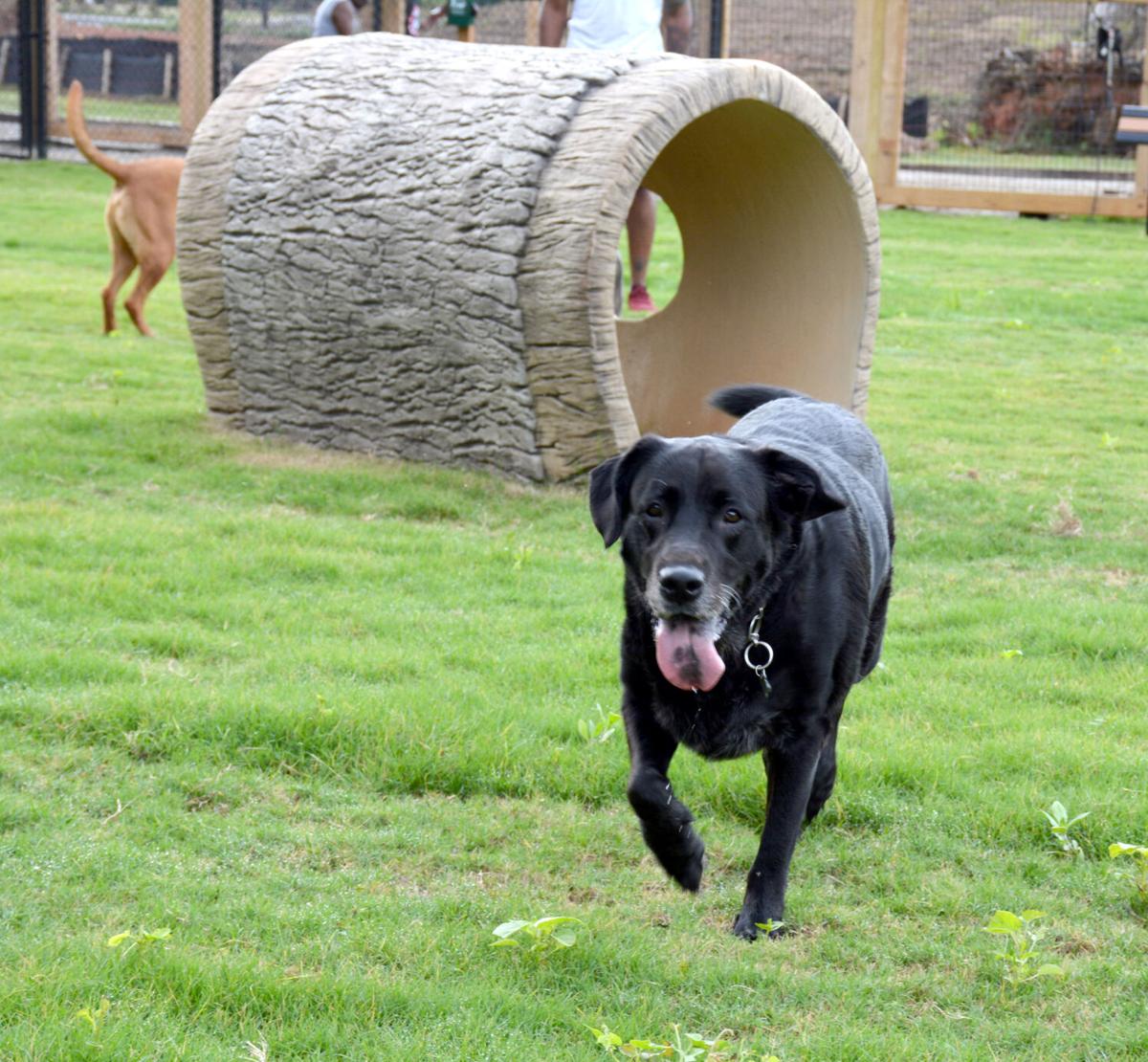 New dog park opens at International Park in Jonesboro News news