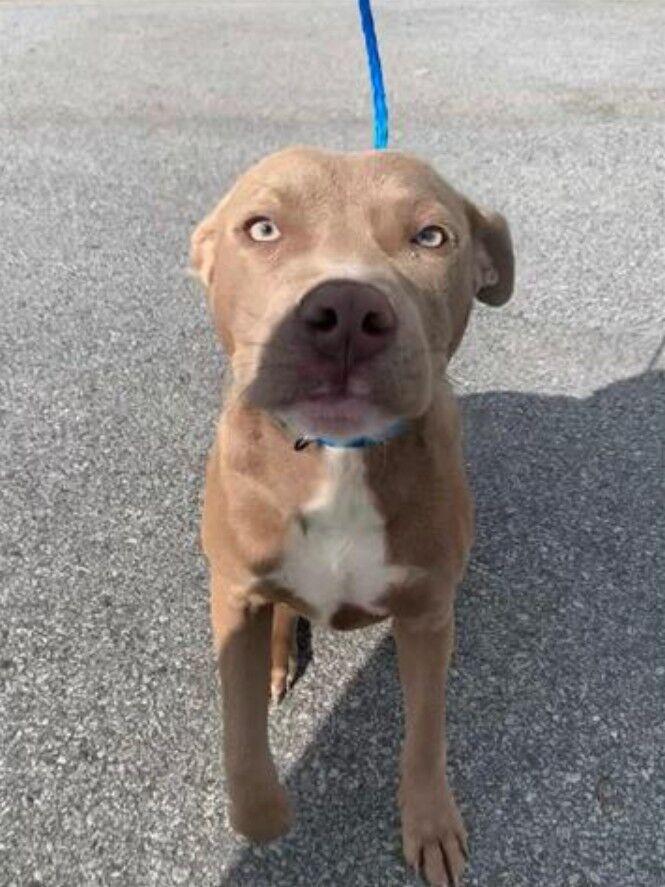 PHOTOS Pets available for adoption at Clayton County Animal Control