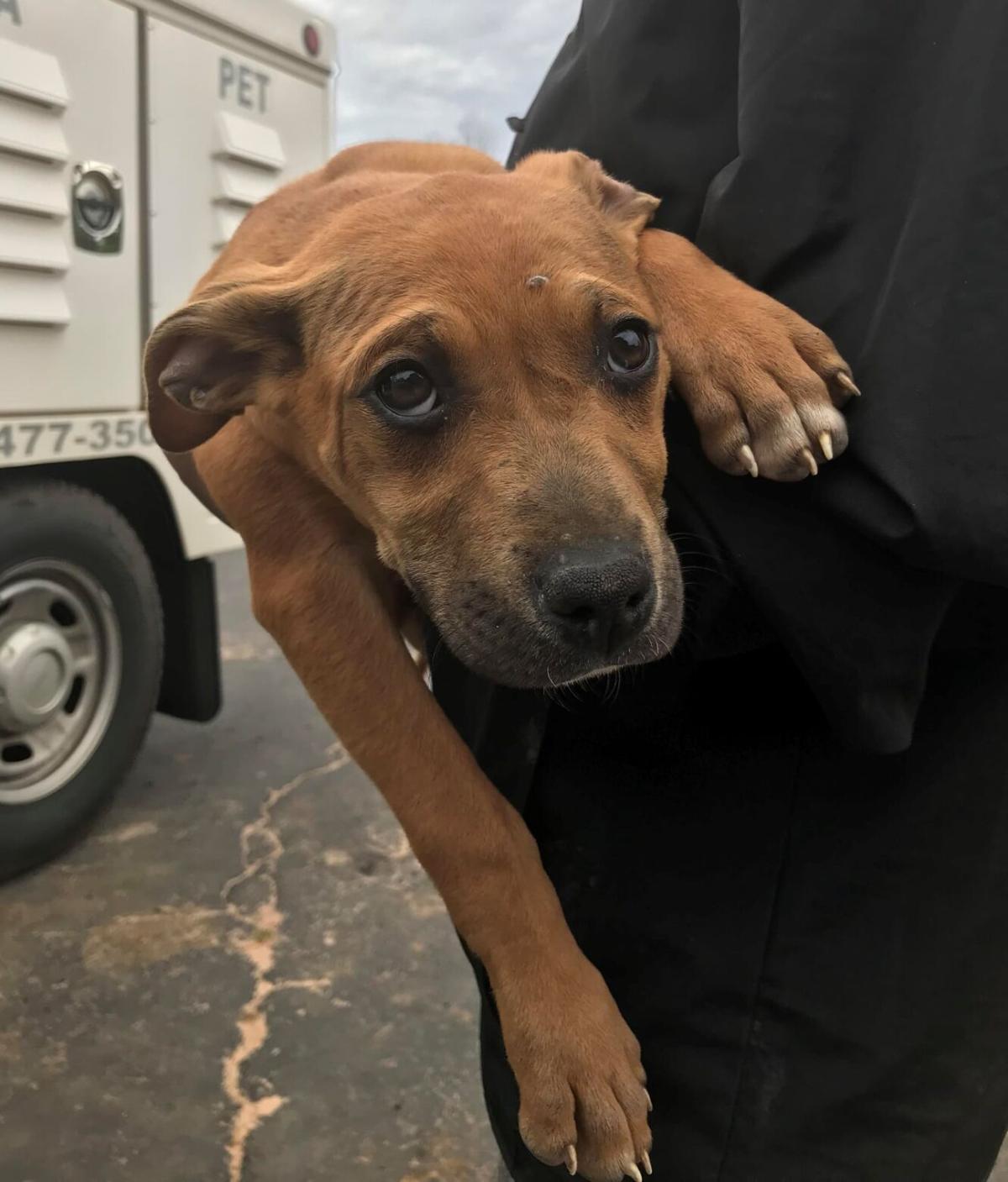 PHOTOS Pets available for adoption at Clayton County Animal Control