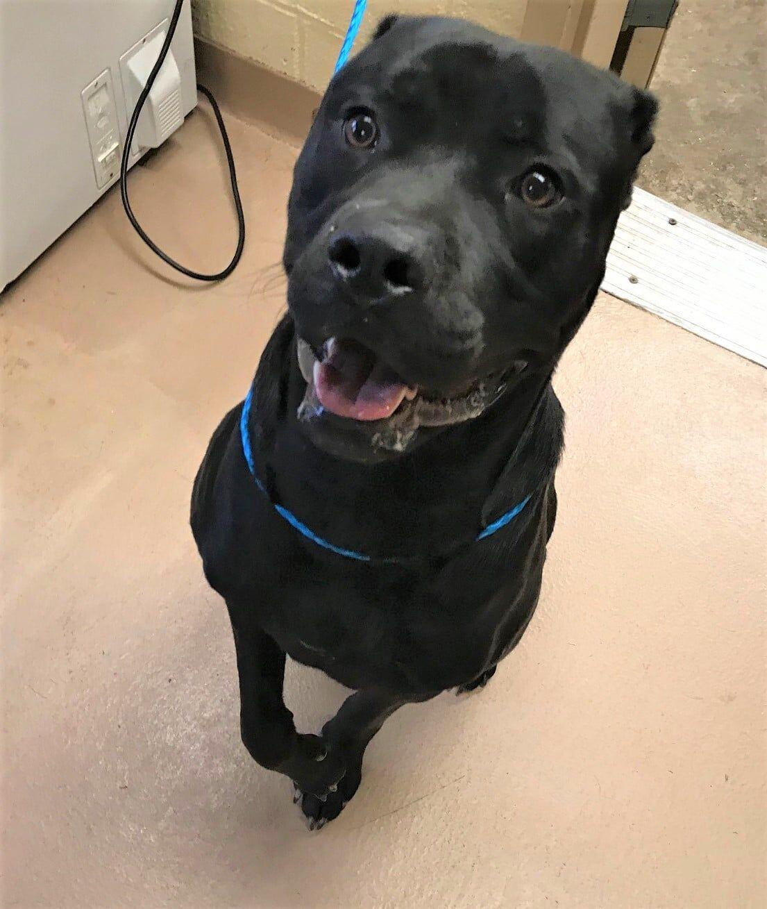 PHOTOS Pets available for adoption at Clayton County Animal Control