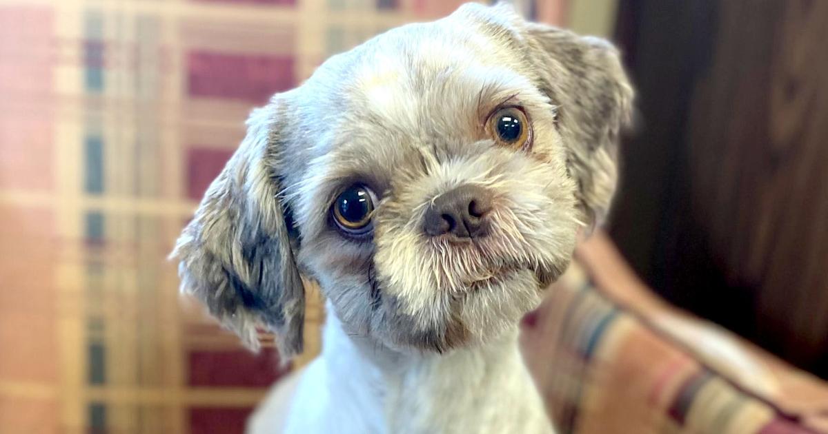 PHOTOS: See who's up for adoption at Clayton County Animal Control | Clayton News Photo Slideshows PHOTOS: See who's up for adoption at Clayton County Animal Control | Clayton News Photo Slideshows