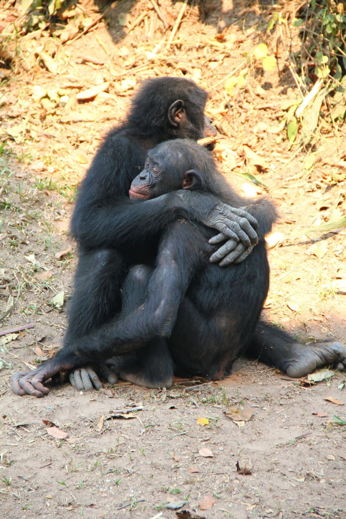 Orphaned Apes Learning To Love And Play Again At Sanctuary | Plus ...