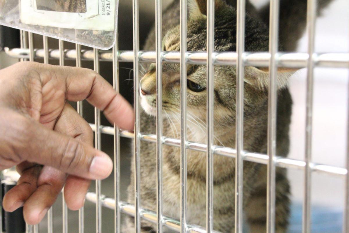 Big Changes At Clayton Animal Control Features News Daily Com