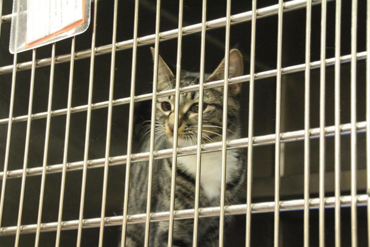 Big Changes At Clayton Animal Control Features News Daily Com