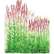 MORRIS: Rusty-red sorrel hides among tall grasses - Vimarsana News