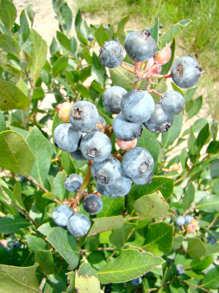 Canadian Blueberries "Nectar" 