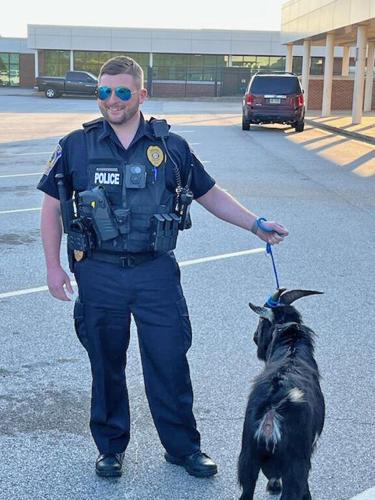 Missing Goat Missing goat detained at Forest Park High, later returned to owner ...