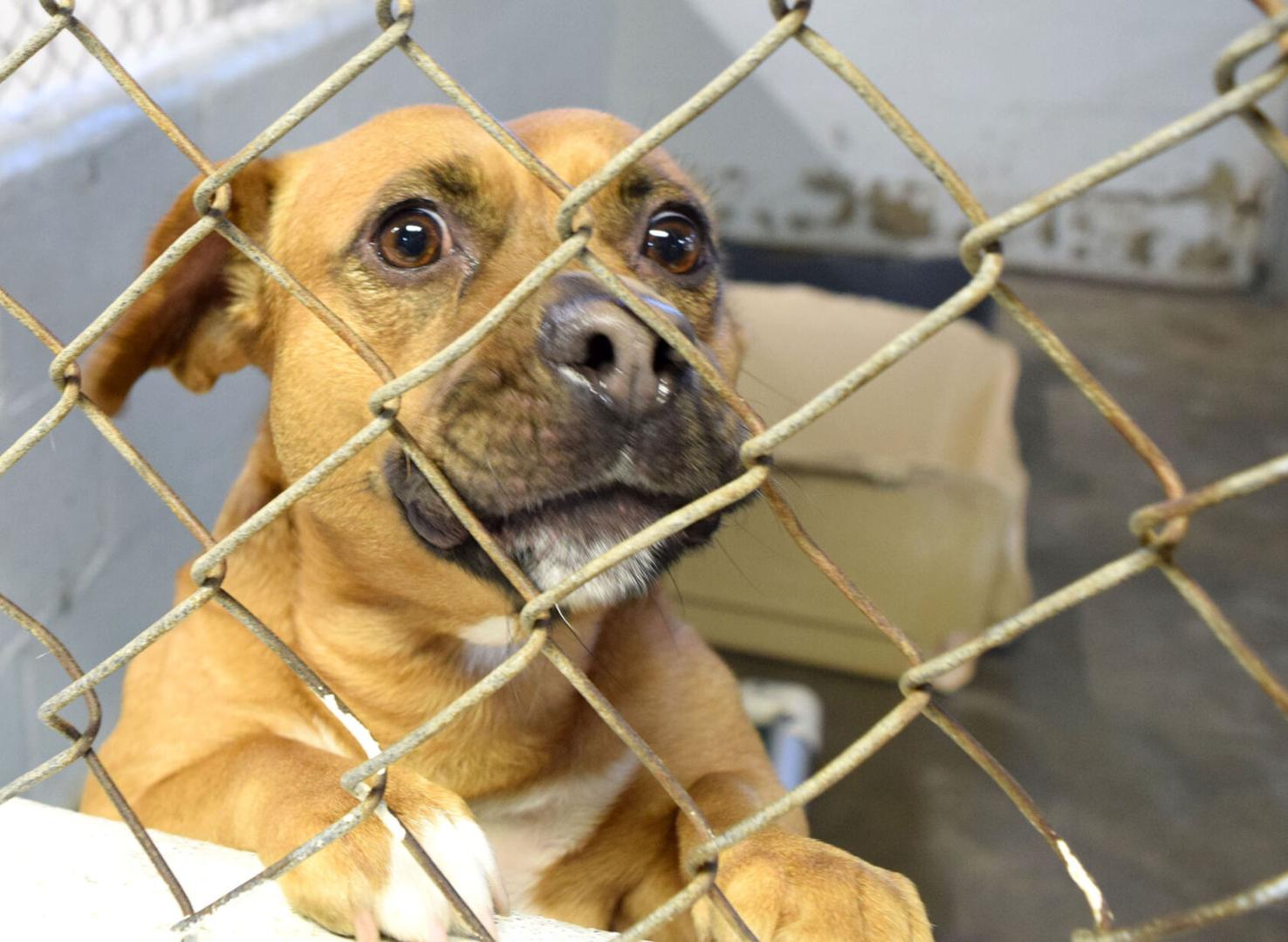 Clayton County Humane Society - BAHIA HAHA Clayton County Humane Society - BAHIA HAHA