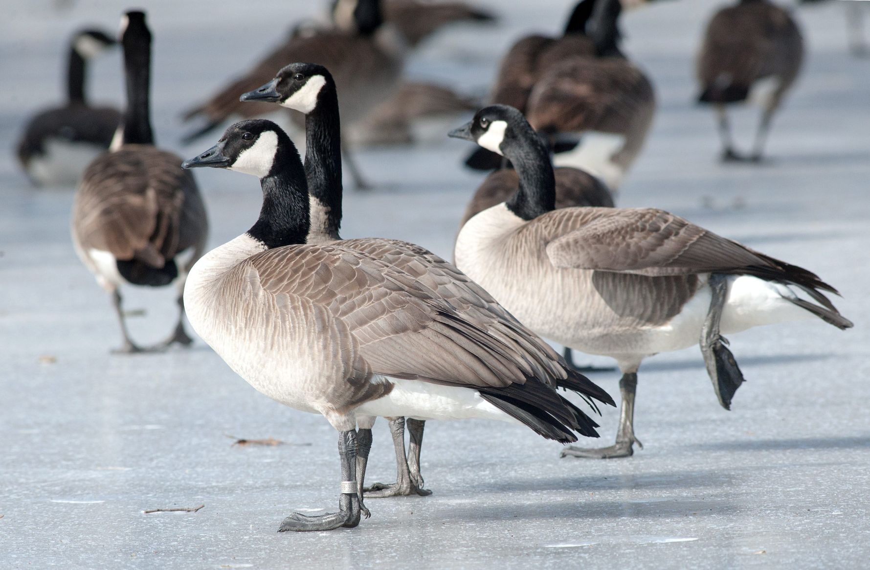 Canada goose discount champaign