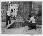 NEWkr.MaWanDaTree.jpg