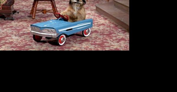 Holy Cow History | The smartest dog in Hollywood - Vimarsana News