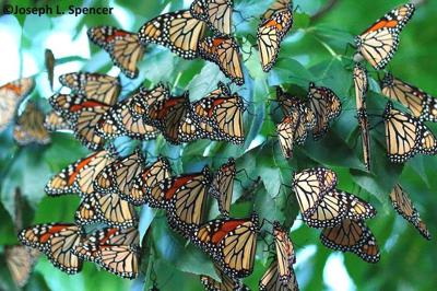 GO monarch flash mob