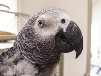 mordecai