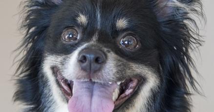 Humane Society at capacity for dogs and urging adoptions Humane Society at capacity for dogs and urging adoptions