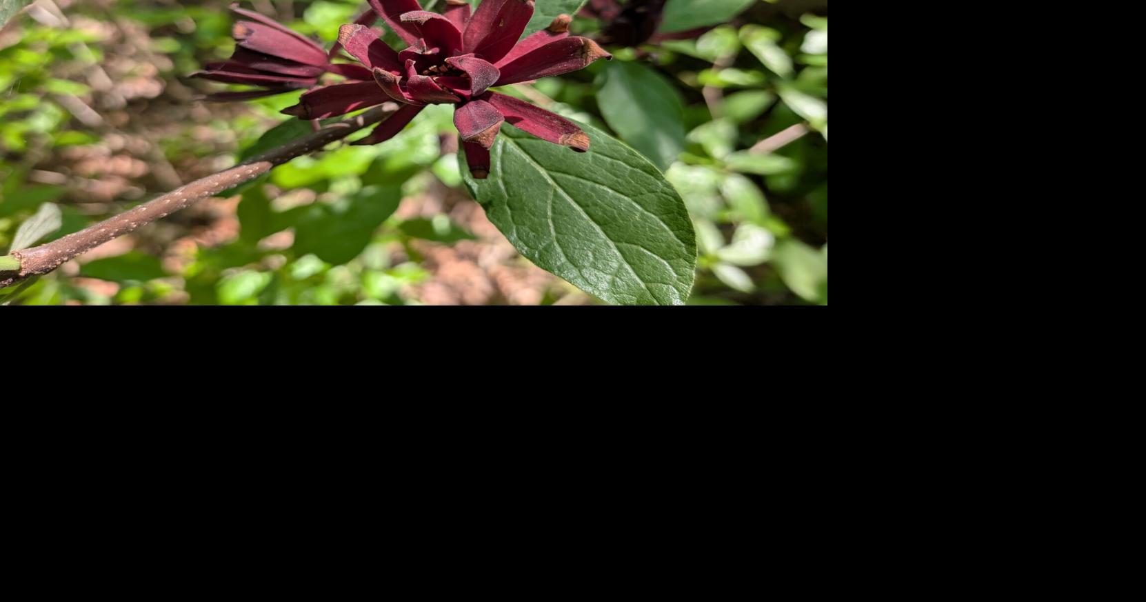 In the Garden | Sweet with a bit of spice