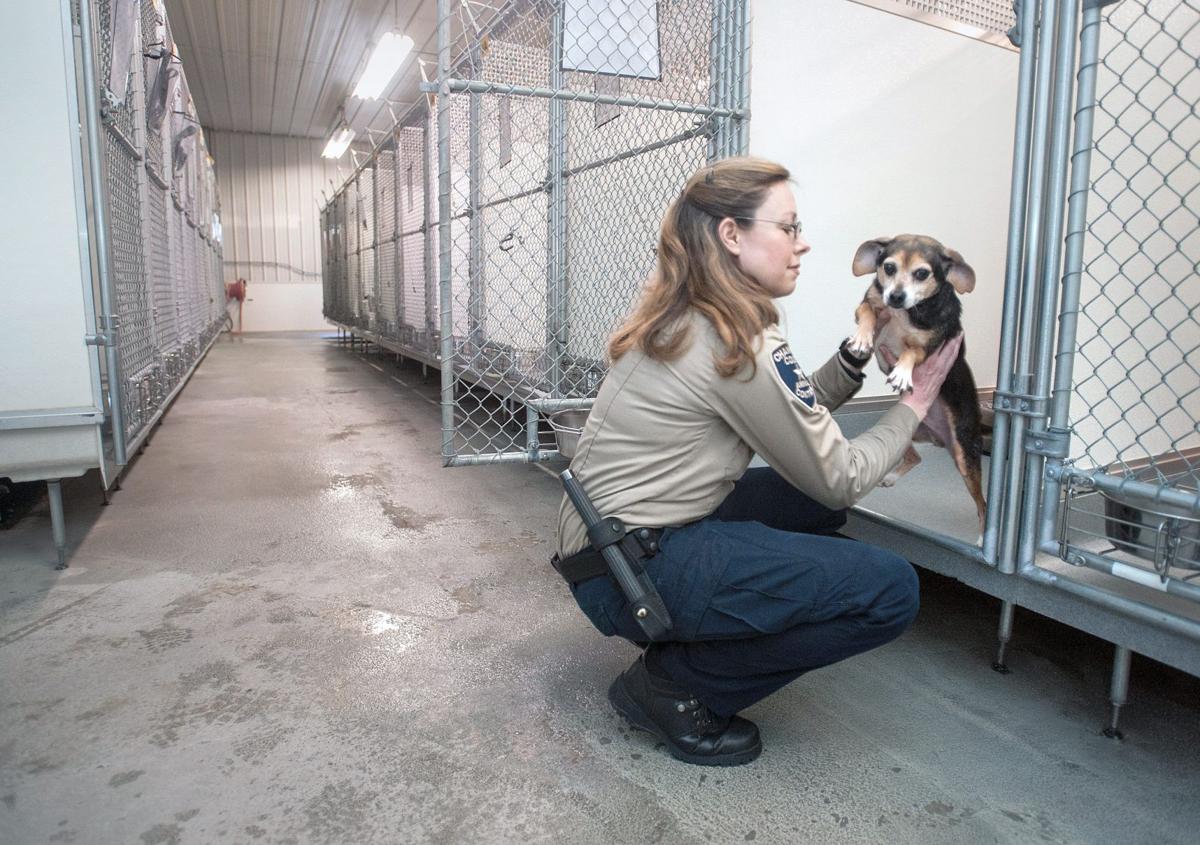 Dogs Cats And Deficits News News Gazette Com