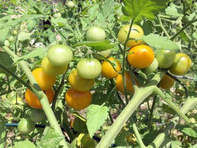 ITG tomatoes
