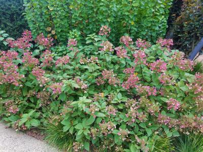 ITG hydrangeas