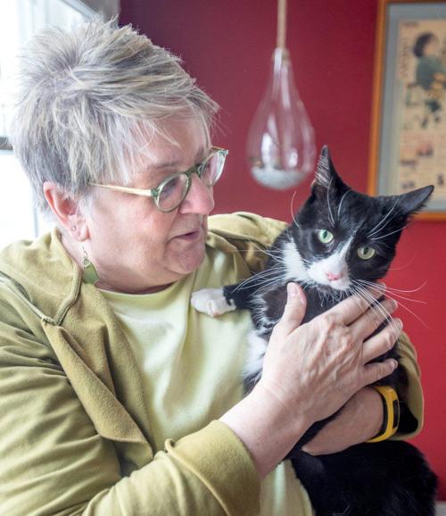 Feline Frenzy On Tap This Weekend At Illini Cat Club S 28th Show