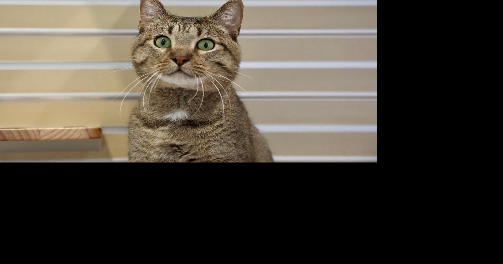 Jill Pyrz | Meet some of the other residents of the Champaign County Humane Society | Columns