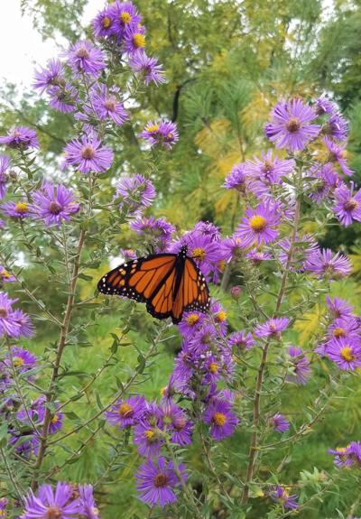ITG monarch on New England Aster