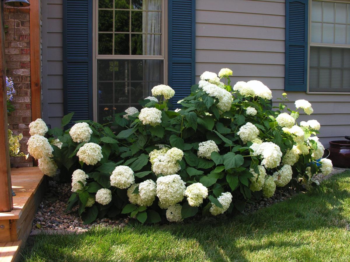 Sandra Mason Demystifying Hydrangea Pruning Local News News Gazette Com Sandra Mason Demystifying Hydrangea Pruning Local News News Gazette Com