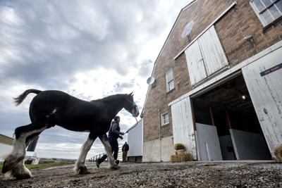 Clydesdale Team Welcomed At Ui Horse Barn Built For Large Steeds