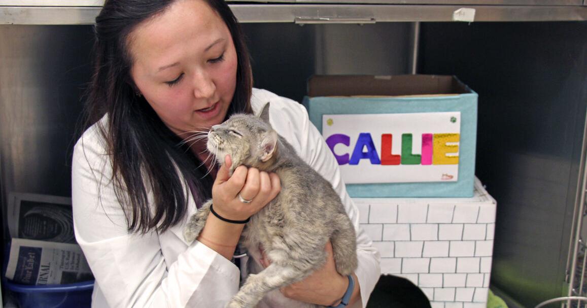 Photo inspiration: Fresh Look at Pet Talk Treatment Options For Lymphoma In Cats Living