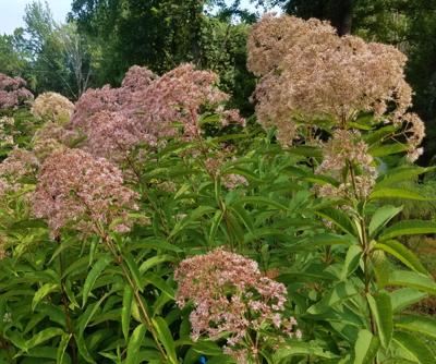 ITG savannah plants Joe-pye weed
