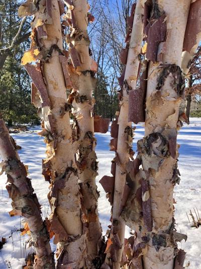ITG river birch bark