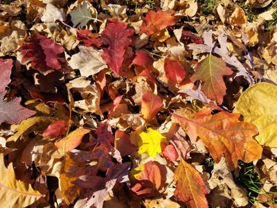 ITG fall leaves insects