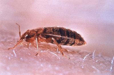 Sleep Tight Don T Let The Rising Numbers Of Bed Bugs Bite News News Gazette Com